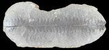 Pecopteris Fern Fossil (Pos/Neg) - Mazon Creek #72347-2